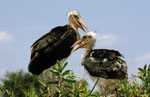 Marabu, Xakanaxa, Moremi Game Reserve, Okavango-Delta