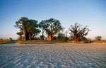 Baine´s Baobabs, Kudiakam Pan, Nxai Pan Nationalpark