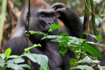 Flachlandgorilla, Mondika, Djeke Triangle,Republik Kongo