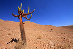Kantelaber-Kaktus, Chile