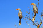 Gelbschnabel-Toko, Moremi Game Reserve, Okavango-Delta