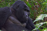 Gorilla, Bwindi Impenetrable Forest, Uganda