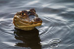 Brillenkaiman, Orinoco-Delta