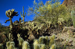 Saguaro Cactus Nationalpark, Sonora Desert, Arizona