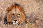 Löwe, Moremi Game Reserve, Okavango-Delta