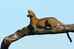 Leopard, Savuti Channel, Chobe Nationalpark