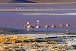 Flamingos, Laguna Colorada, Bolivien