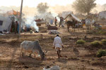 Nagaur Cattle Fair,  Rajasthan