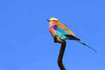 Gabelracke, Nxai Pan Nationalpark