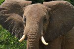 Elefant, Murchison Falls Nationalpark, Uganda