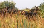 Kaffernbüffel, Murchison Falls Nationalpark, Uganda