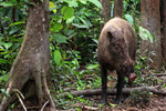 Wildschwein, Tanjung Puting Nationalpark, Borneo