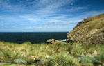 West Point Island, Falklands