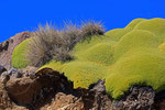 Yareta-Pflanze, Nationalpark Volcan Isluga, Chile