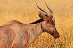 Tsessebe (Leierantilope), Moremi Game Reserve, Okavango-Delta