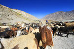 Almabtrieb, Wakhan-Korridor, Tadschikistan