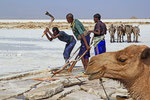 Salzgewinnung am Ass-Ale Salzse, Danakil-Senke, Äthiopien