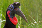 Hornrabe, Queen Elizabeth Nationalpark, Uganda