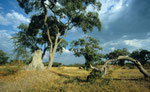 Chobe Nationalpark