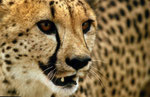 Gepard, Savuti Region, Chobe Nationalpark