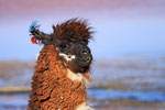 Lama, Laguna Colorada, Bolivien