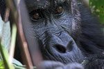 Berggorilla (Gorilla beringei beringei), Bwindi, Uganda