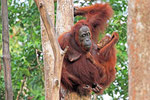 Orang Utan, Tanjung Puting Nationalpark, Borneo