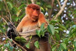 Nasenaffe, Tanjung Puting Nationalpark, Borneo