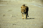 Löwe, Kalahari Game Reserve