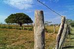 Viehfarm Hato El Cedral, Llanos