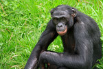 Bonobo, Demokratische Republik Kongo