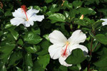 Hibiskus, Kailua-Kona