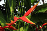 Heliconia, Eastern Highlands