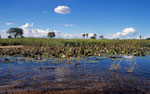 Boro River, Moremi Game Reserve, Okavango-Delta