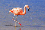 Chile-Flamingo, Laguna Hedionta, Bolivien