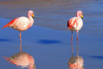 James-Flamingos, Laguna Hedionta, Bolivien