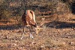 Axishirsch, Ranthambore Nationalpark, Rajasthan