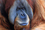 Sumatra-Orang-Utan (Pongo abelii), Zoo Leipzig