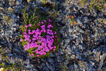 Roter Steinbrech, Lieftefjorden,  Haakon VII Land 