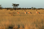 Oryx-Antilopen, Awash Nationalparek, Äthiopien