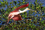 Rosa-Löffler, Hato El Cedral, Llanos