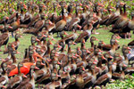 Witwenpfeifgänse, Herstpfeifgänse und Rosa Sichler, Hato Cedral, Llanos