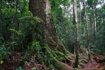 Tanjung Puting Nationalpark, Borneo