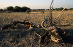 Chobe Nationalpark, Okavango-Delta