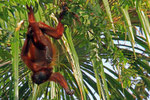 Roter Brüllaffe, Orinoco-Delta