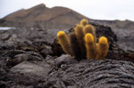 Isla Santiago, Galapagos, Equator