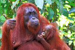 Orang Utan, Tanjung Puting Nationalpark, Borneo