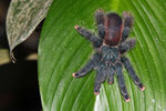 Vogelspinne, Orinoco-Delta