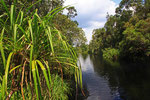 Sekonyer River, Tanjung Puting Nationalpark, Borneo