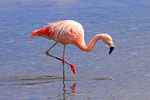 Chile-Flamingo (Flamenco chileno), Laguna Hedionta, Bolivien
